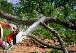 Best Stump Grinding and Removal  in Spencer, WV