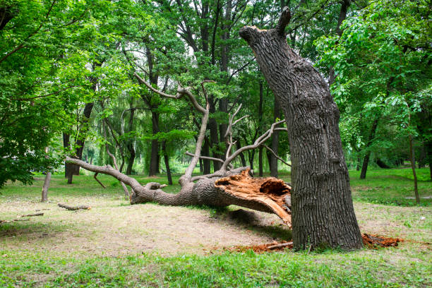 Spencer, WV Tree Care Company