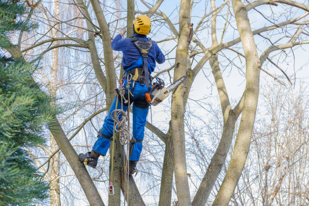 How Our Tree Care Process Works  in  Spencer, WV