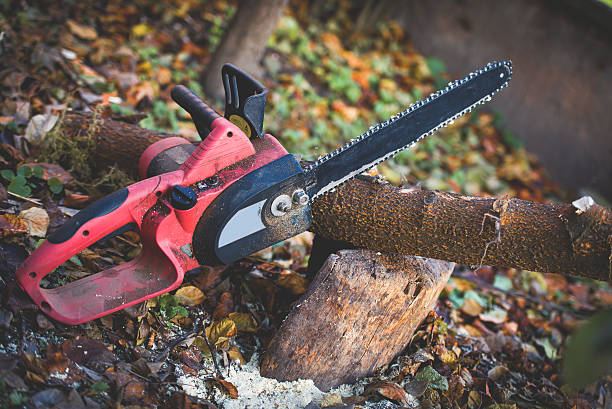 Tree and Shrub Care in Spencer, WV